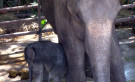 Riding Elephants in Chiang Mai