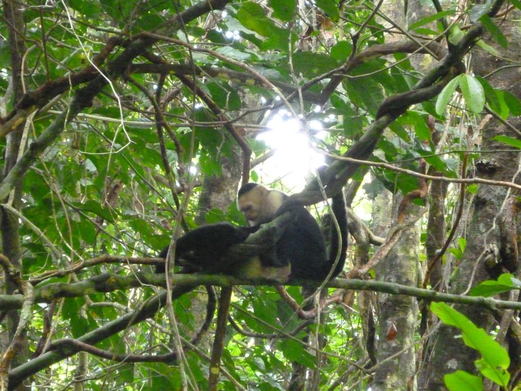 Costa Rica, Arenas del Mar, Manuel Antonio National Park, Luxury Honeymoon, Monkeys, Exotic Wildlife, Top honeymoon destination, Exotic Honeymoon, Honeymoon adventures