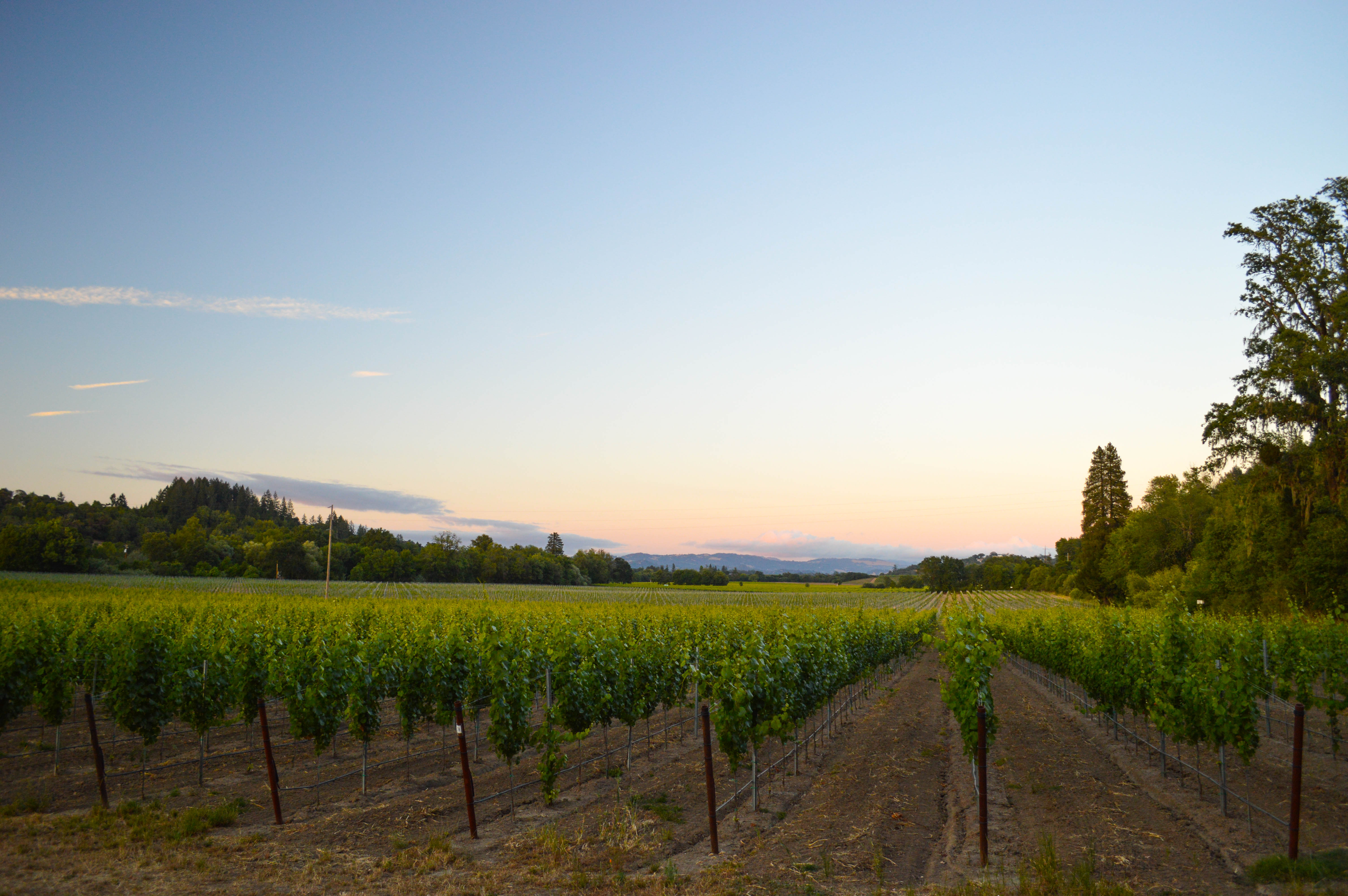 Vineyards nearby Farmhouse